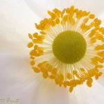 Weiße Herbstanemone | Blumenbild weiße Blüte einer weißen Herbstanemone