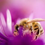 Der bienenfreundliche Garten lockt die Honigbiene auf Aster Blumenbild mit Honigbiene