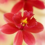 Blumenbild Orchidee Epidendrum rot