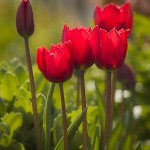 color blocking | blutrote Tulpen | Blumenbild Rote Tulpen