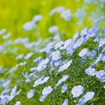 Blumenbild blauer Lein im Garten