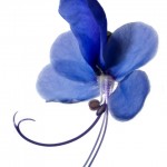 Blumenbild Das Afrikanische Blauflügelchen Blumenbild bizarres Blauflügelchen, freigestellt auf Weiß