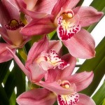 Orchideenbild rote Cymbidium-Orchidee