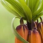Wirken Kaiserkronen gegen Wühlmäuse? Blumenbild Detail einer Kaiserkrone