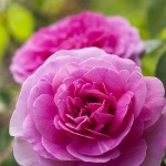 Blumenbild Englische Rose Gertrude Jekyll