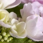 Hortensie blüht nicht | Blumenbild rosa Hortensie