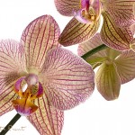 Schmetterlingsorchideen für alle. Rosagelb gestreifte Orchidee, freigestellt auf Weiß