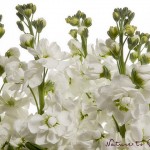 Blumenbild Weiße Levkojen, freigestellt auf Weiß