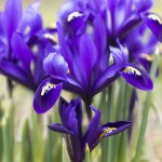 Zwerg-Iris / Netz-Iris im Vorfrühling Blumenbild blaue Zwerg-Iris