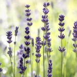 Blumenbild Lavendel fotografieren im morgendlichen Gegenlicht