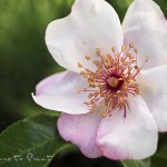Rosenbild Rose Sweet Pretty