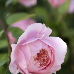 Blumenbild Schöne Rose fast ohne Stacheln  Rosenbild romantische englische Rose Alnwick Castle