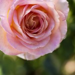 Edelrosen im naturnahen Garten. Rosenbild Edelrose Elle im morgendlichen Gegenlicht