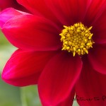 Blumenbild Rote Dahlie | Dahlien säen | Dahlien aus Samen selber ziehen:
