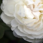 Weiße Rosen | Zauberhafte Weiße Rose | Blumenbild Weiße Rose Winchester Cathedral bringt Licht in den Halbschatten