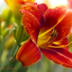 Blumenbild Feurige Taglilie im Farbenrausch
