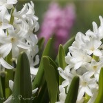 Blumenfoto Weiße Hyazinthen im Garten