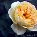 Rosenbild gelbe Rose Felidae