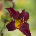 Blumenbild kleine Taglilie Tan