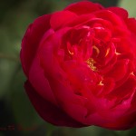 Rosenporträt Englische Rose Benjamin Britten