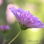 Blumenbild Rosa Schmuckkörbchen | Schmuckkörbchen im Morgenlicht