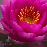 Blumenbild Mini-Seerose in Pink, Makro, Close Up