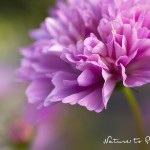 Blumenbild Rüschenprinzessin Cosmea