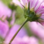 Sommerblume Cosmea |Blumenbild Unters Tanzröckchen geschaut