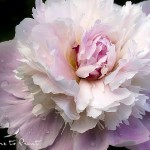 Blumenbild Rosa Pfingstrose Taufrisch am Morgen