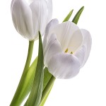Blumenbild Weiße Tulpen, freigestellt auf Weiß, Close Up