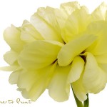 Strauchpäonie richtig pflanzen und pflegen | Blumenbild Duftige Blüte, gelbe Baumpfingstrose, freigestellt auf Weiß