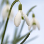 Hoffnungsträger Schneeglöckchen | Blumenbild Frühlingserwachen