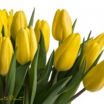 Freigestellte Tulpen. Ein gelber Tulpenstrauß macht Frühling