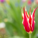 Blumenbild Dauerhafte Tulpe Aladdin