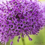 Blumenbild Zierlauch Sternkugel, angedockt, Allium, Makro, Close Up