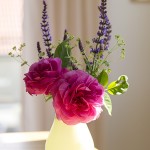Blumenbild Rose Gertrude Jekyll in der Vase