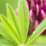 Tropfen auf Lupinenblatt Blumenbild Lupine, Makro, Close Up