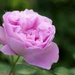 Rose Mary Rose | Rosenbild rosa Blüte der Rose Mary Rose