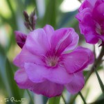 Blumenbild Oleander | Oleander pflegen, schneiden und richtig überwintern