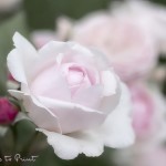 Romantisches Blumenbild Rose Geoff Hamilton