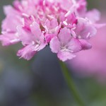 Witwenblumen / Skabiosen im Garten | Blumenfoto rosa Scabiose im Garten