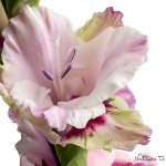 Blumenbild einzelne rosa Gladiolenblüte, freigestellt auf Weiß