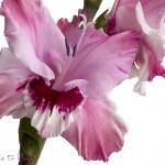 Gladiolen für die Vase | Blumenbild Rosa Gladiole, dressed for den Show, freigestellt auf Weiß, Makro, Close Up