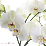 Weiße Orchidee zum Geburtstag meiner Mutter | Blumenbild weiße Orchidee, freigestellt auf Weiß