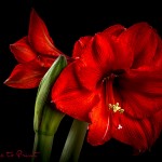 Blumenfotografie Rote Amaryllis, freigestellt vor Schwarzr