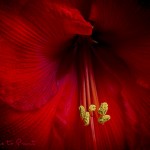Ritterstern ist giftig | Blumenbild Roter Ritterstern - geheimnisvolle Amaryllis
