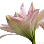 Ritterstern pflegen | So blüht Ihr Ritterstern Jahr für Jahr Blumenbild Rosa Weiß gestreifte Amaryllis im Profil