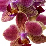 Blumenbild Schillernde Nachtfalter-Orchidee