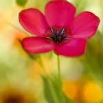 Roter Lein im bunten Blumenbeet, Sommerblumen aus der Dose