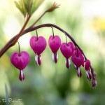 Blumenbild Tränende Herz, Gartenstaude mit romantischen Herzblüten